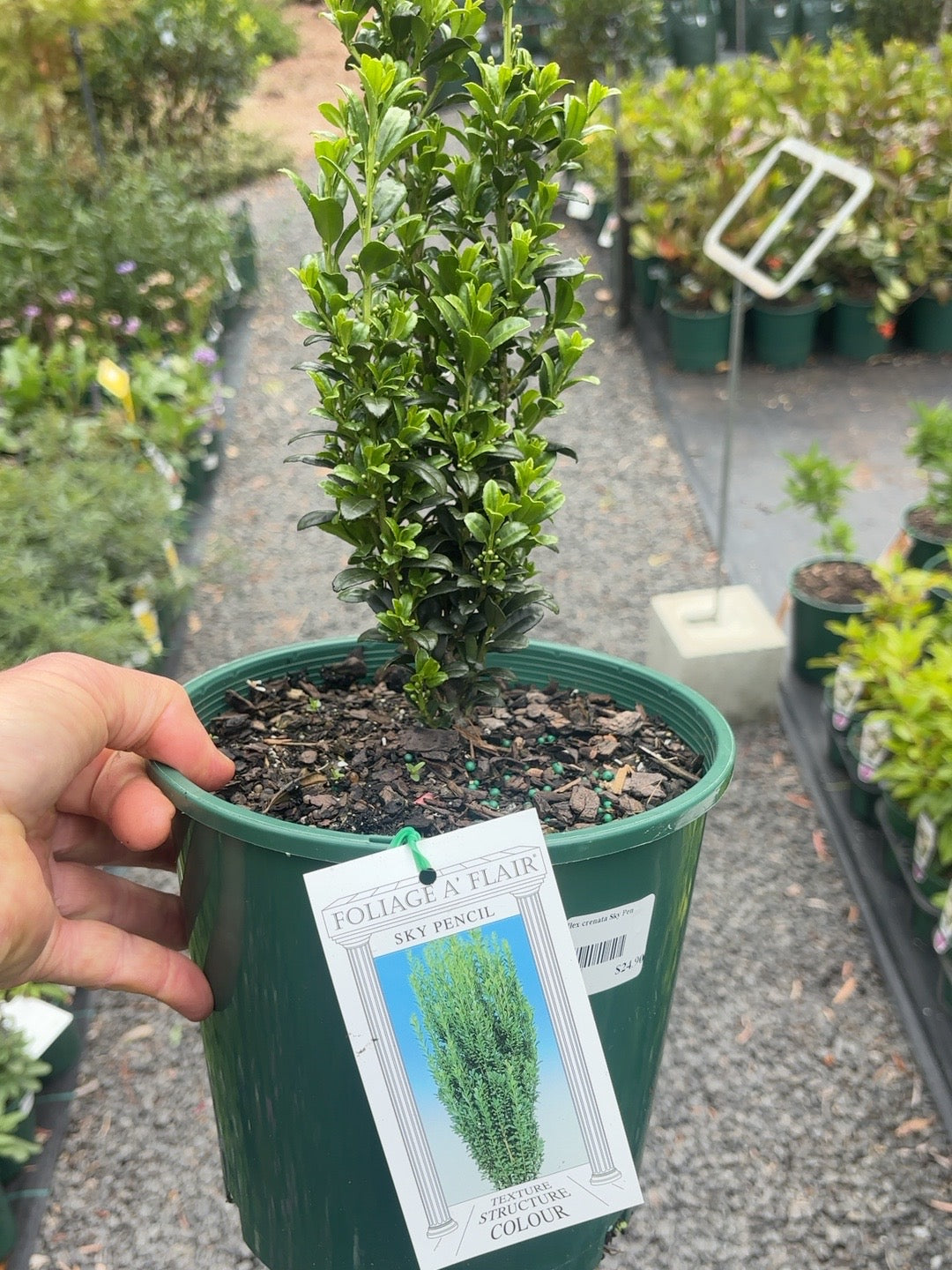 Ilex Sky Pencil (20cm)