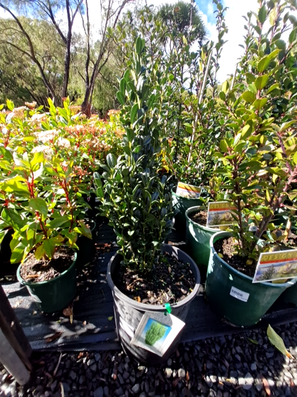 Ilex crenata Sky Pencil (20cm)