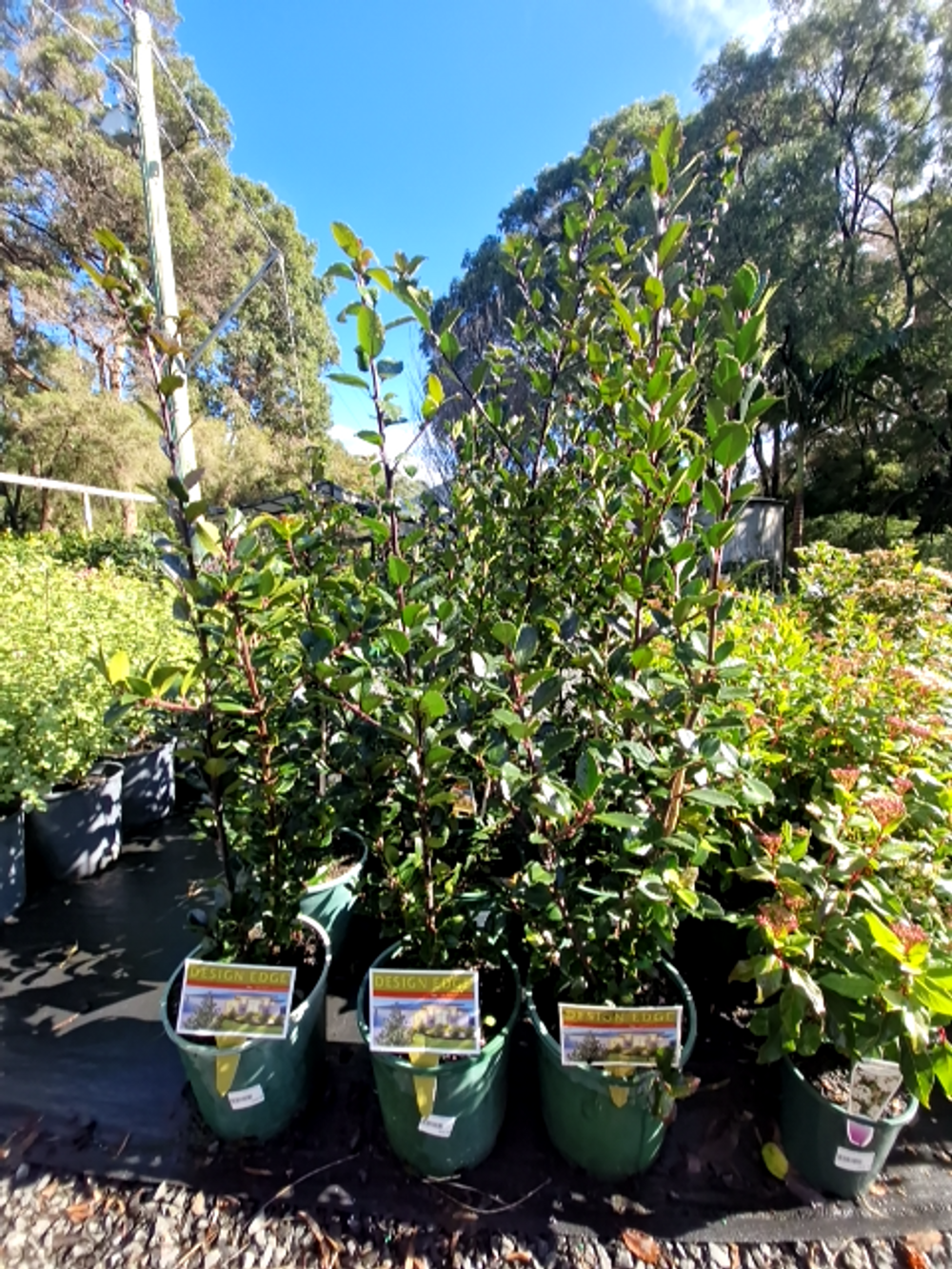 ILEX TALL DARK AND HANDSOME (20CM)