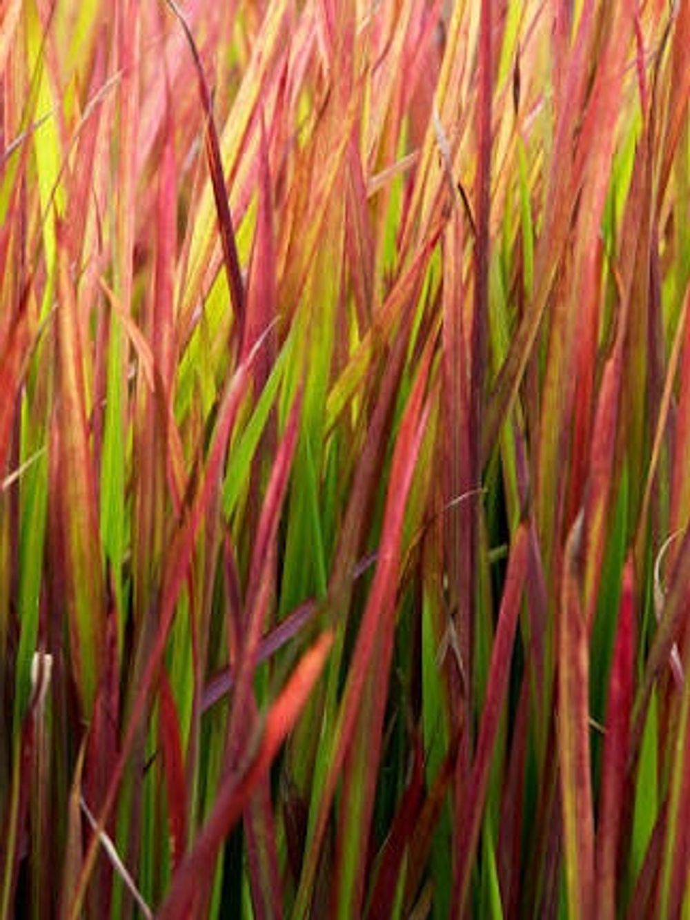 IMPERATA JAPANESE BLOOD GRASS (14CM)