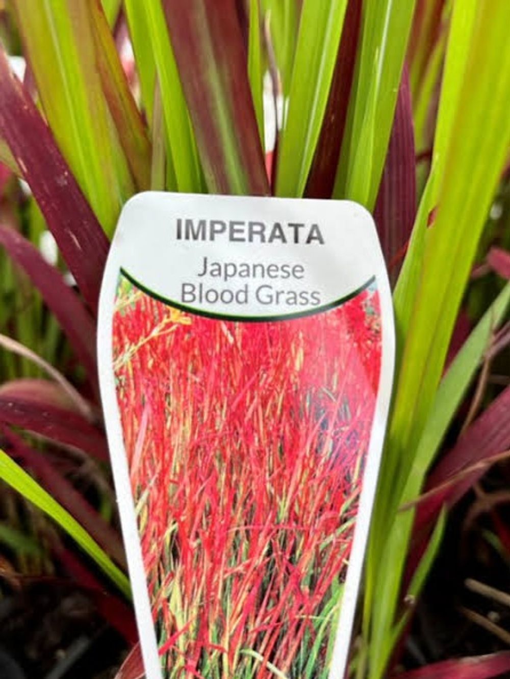 IMPERATA JAPANESE BLOOD GRASS (14CM)