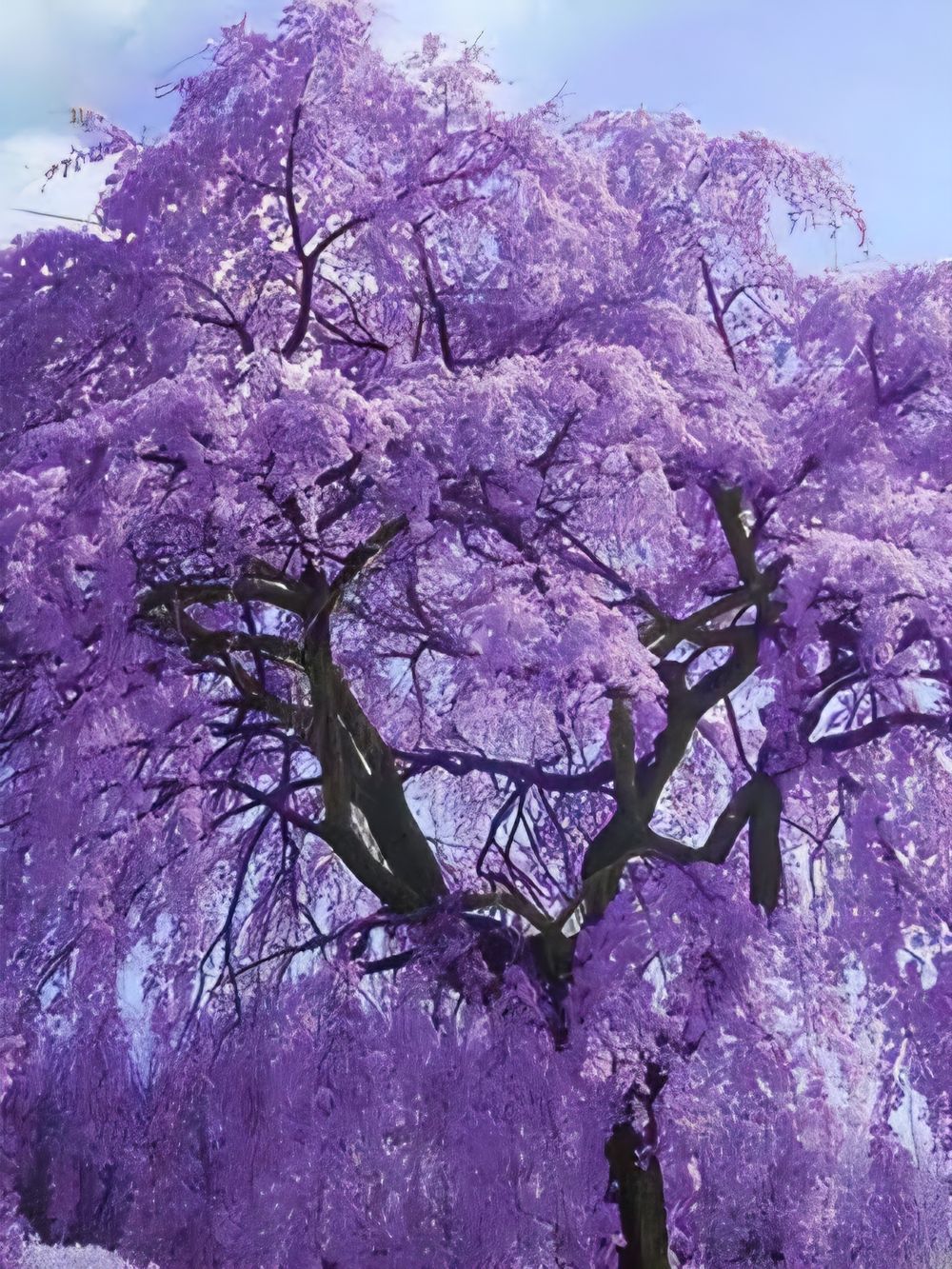 Jacaranda mimosifolia (25lt)
