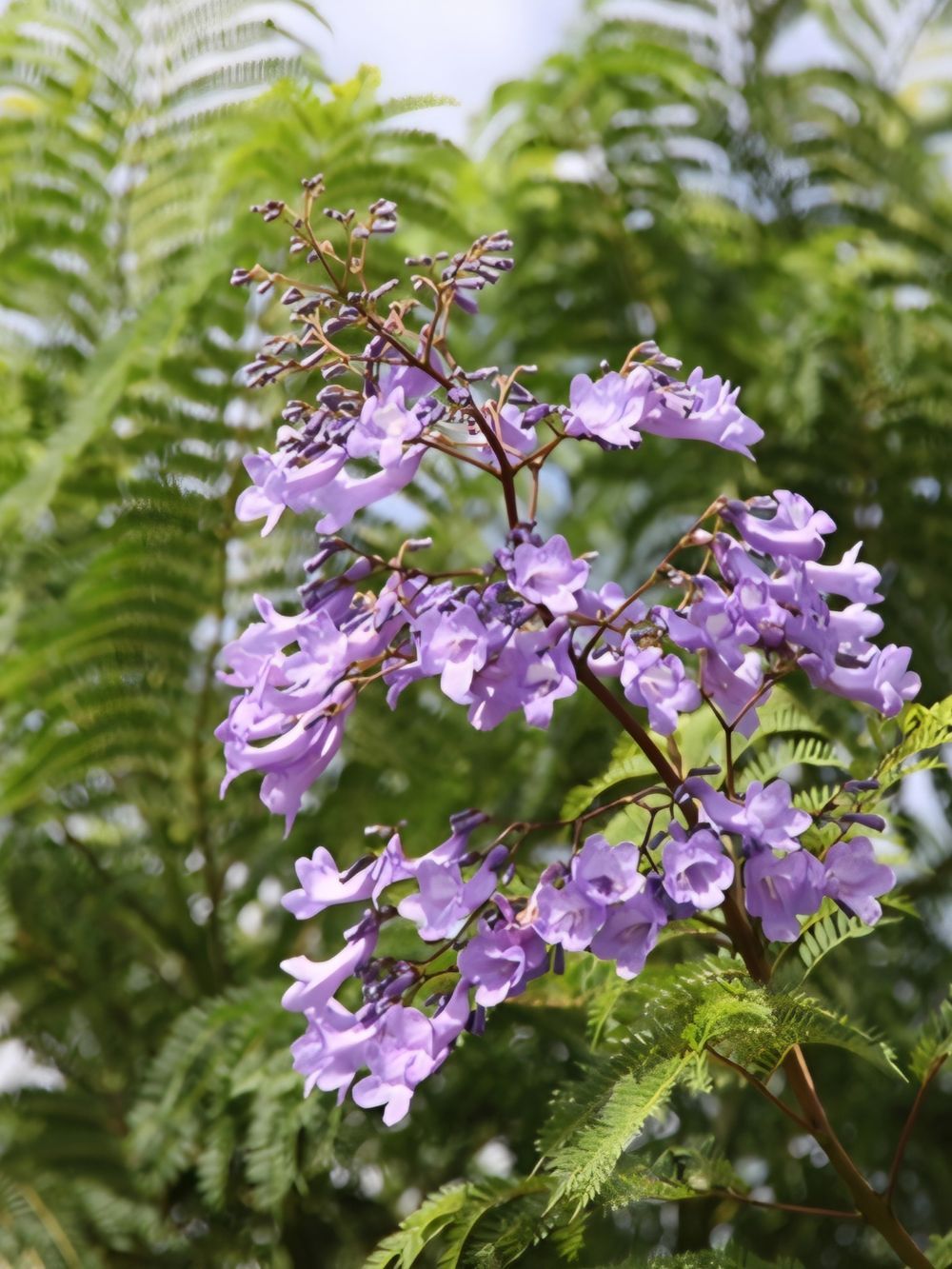 Jacaranda Mimosifolia (6lt)