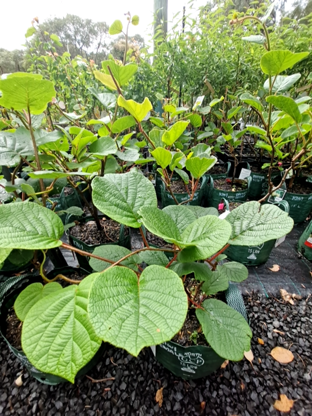 KIWI FRUIT FEMALE HAYWARD (15L)