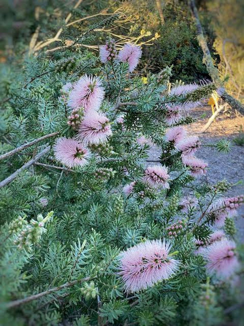 KUNZEA PERSIAN PINK SEED GROWN (20CM)
