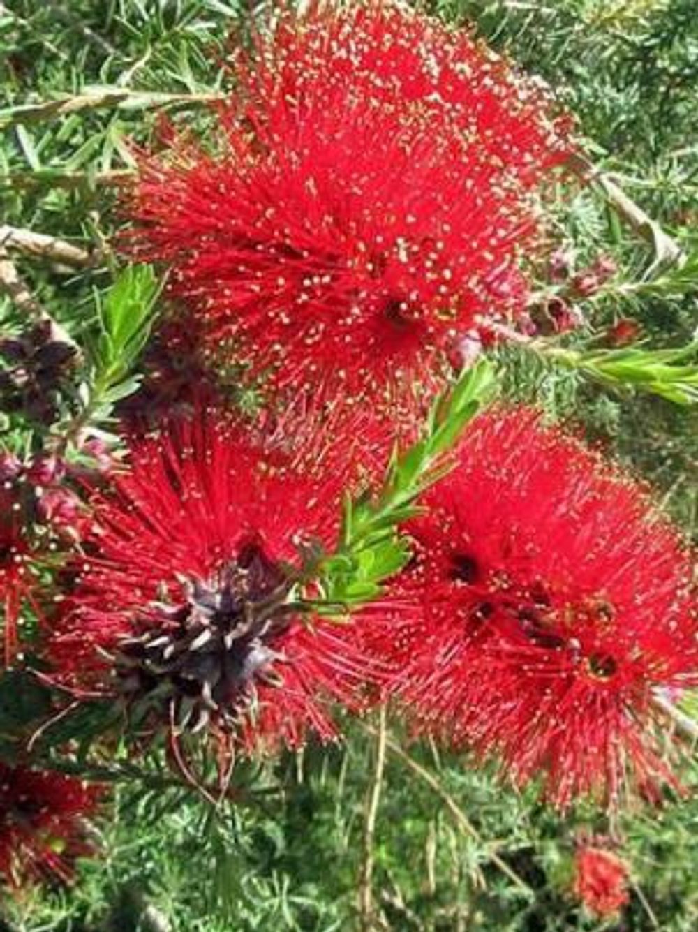 KUNZEA BAXTERI CRIMSON KUNZEA (14CM)