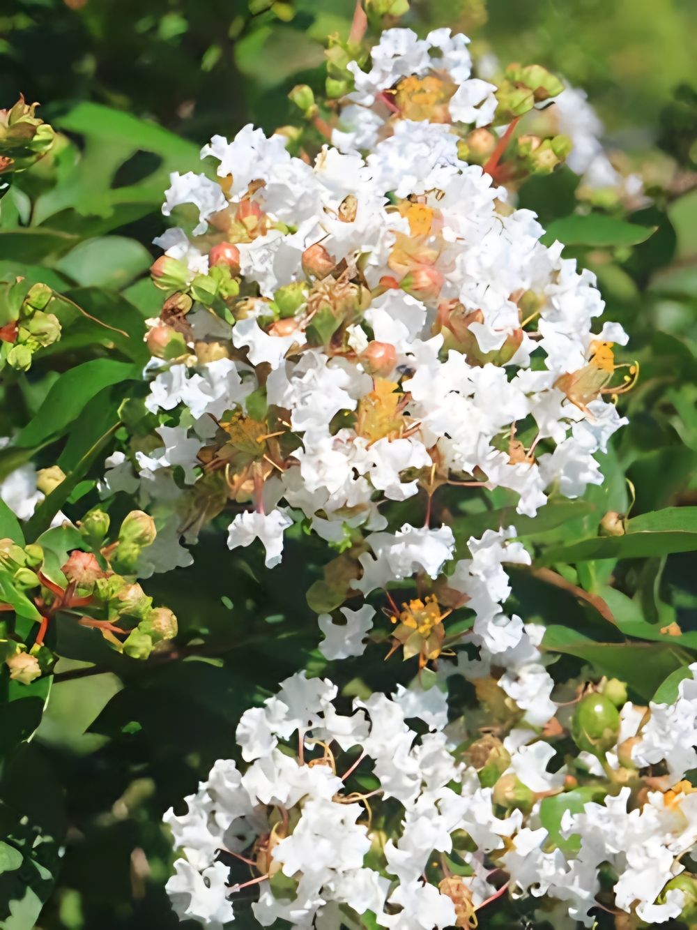 Lagerstroemia Acoma (35lt)