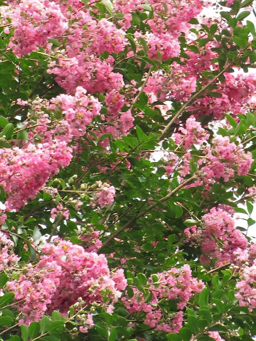 Lagerstroemia indica Biloxi Crepe Myrtle (45lt)