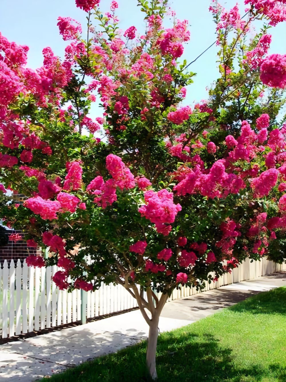 Lagerstroemia indica Hopi Crepe Myrtle (25lt)
