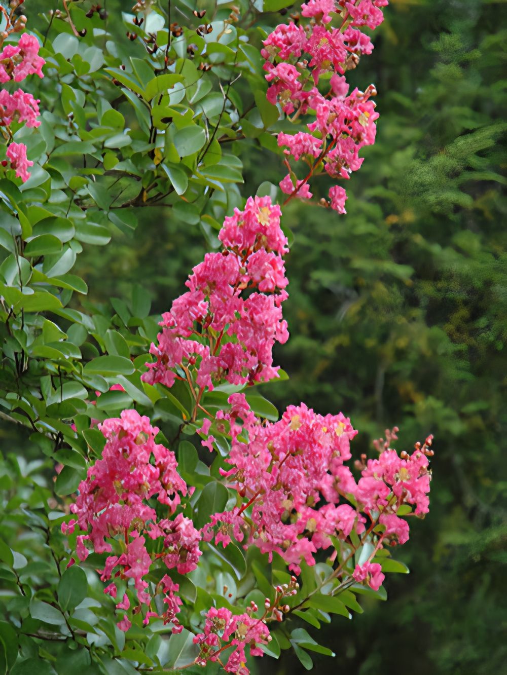 Lagerstroemia indica Hopi Crepe Myrtle (25lt)