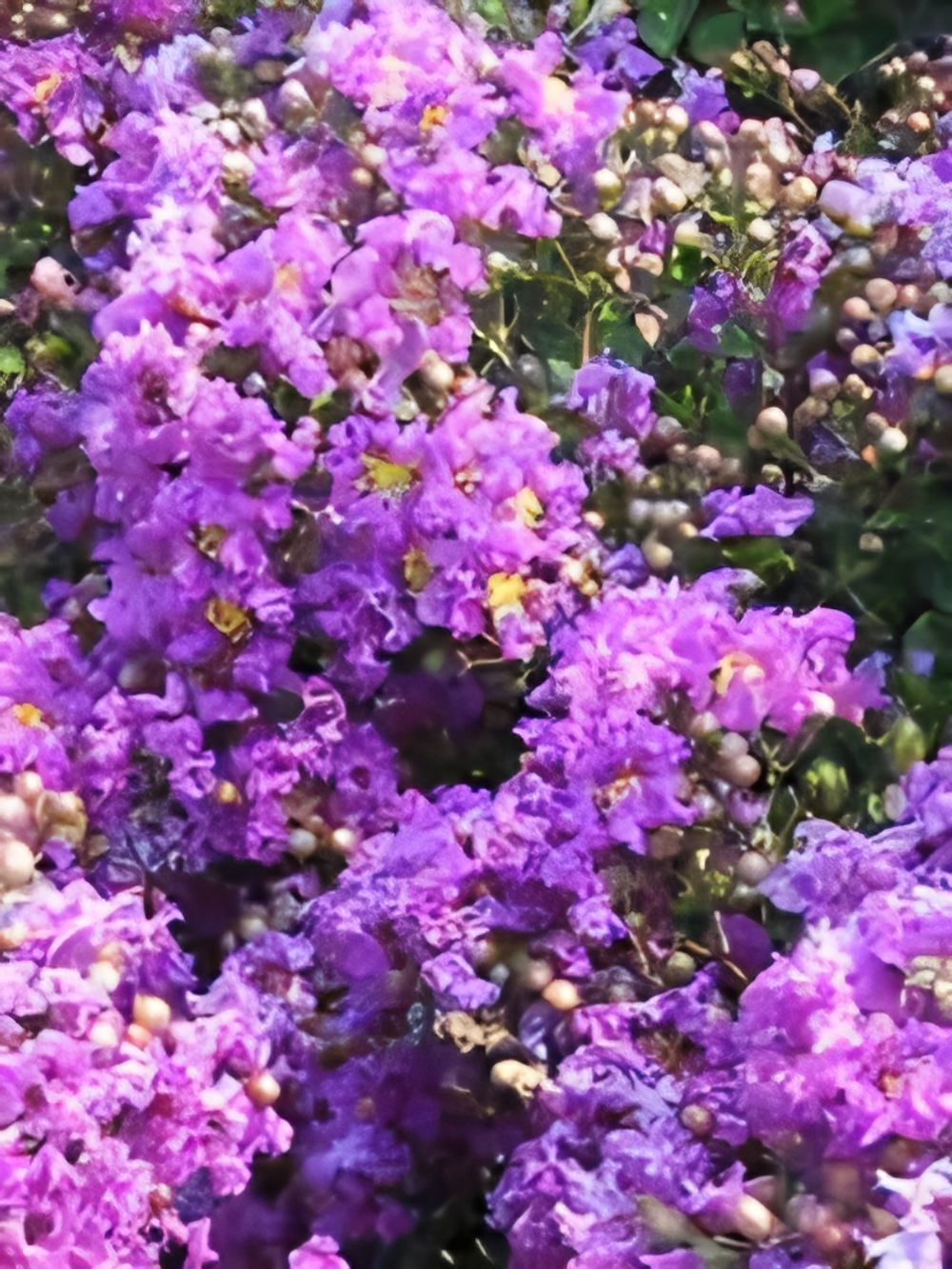 Lagerstroemia indica Lipan Crepe Myrtle (35lt)