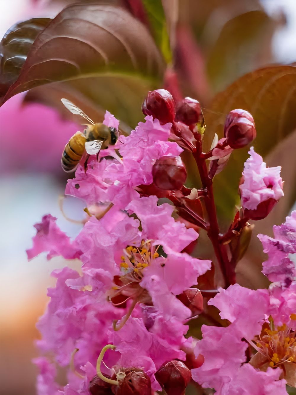 LAGERSTROEMIA CREPE MYRTLE SIOUX (25LT)