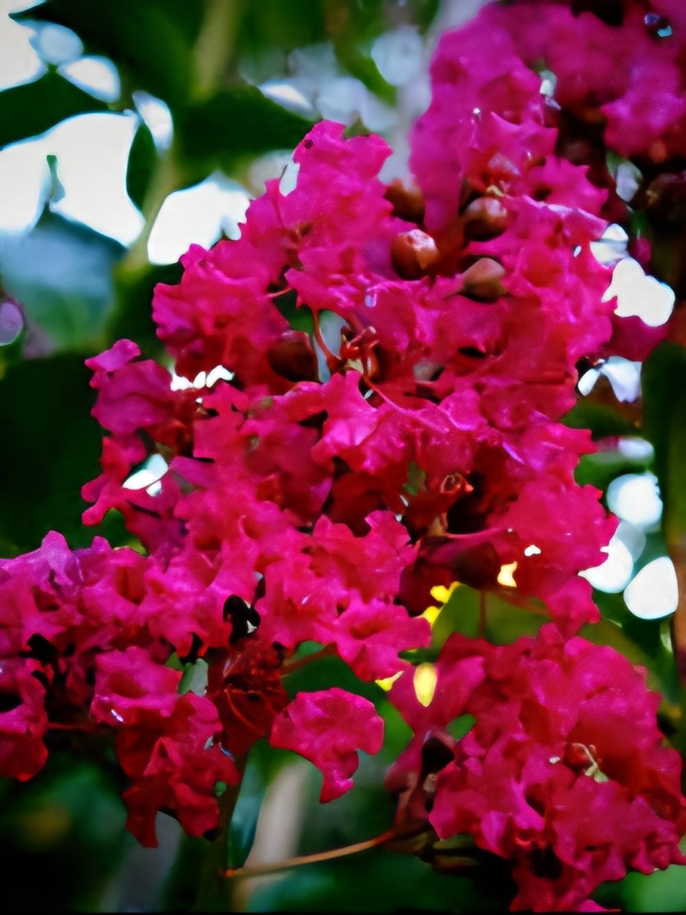 Lagerstroemia Tonto Crepe Myrtle (35lt)