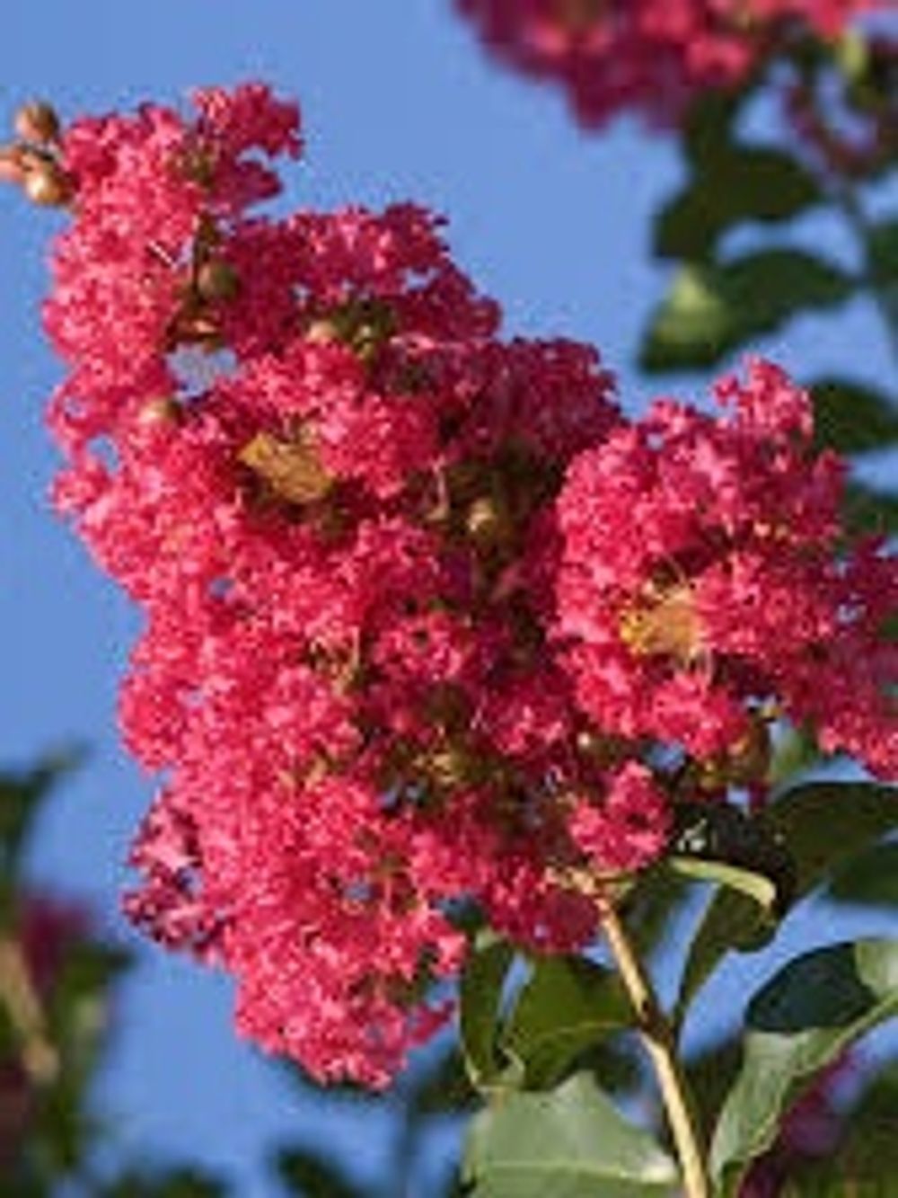 LAGERSTROEMIA CREPE MYRTLE TUSCARORA 1.8M STANDARD (45LT)