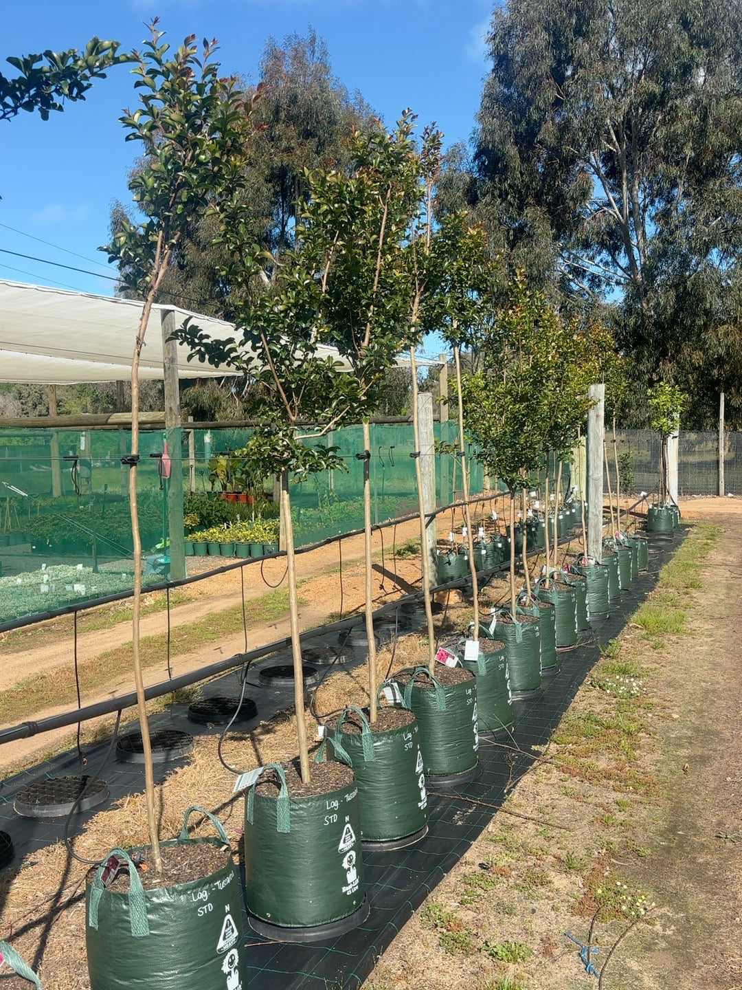 Lagerstroemia Tuscarora Crepe Myrtle 1.8m Std (45lt)