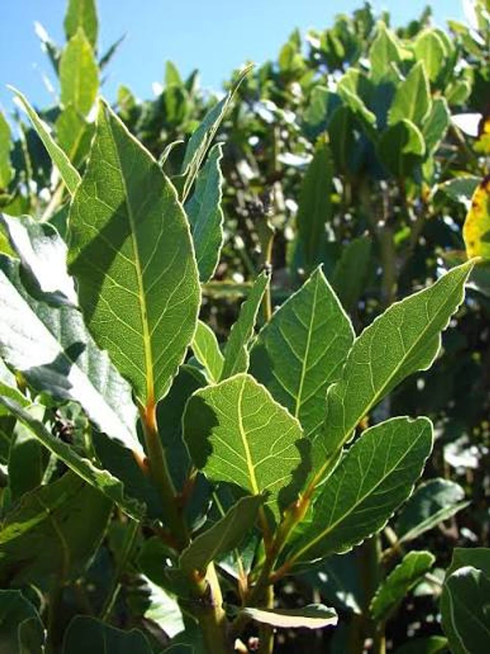 LAURUS NOBILIS BAYTREE (20CM)