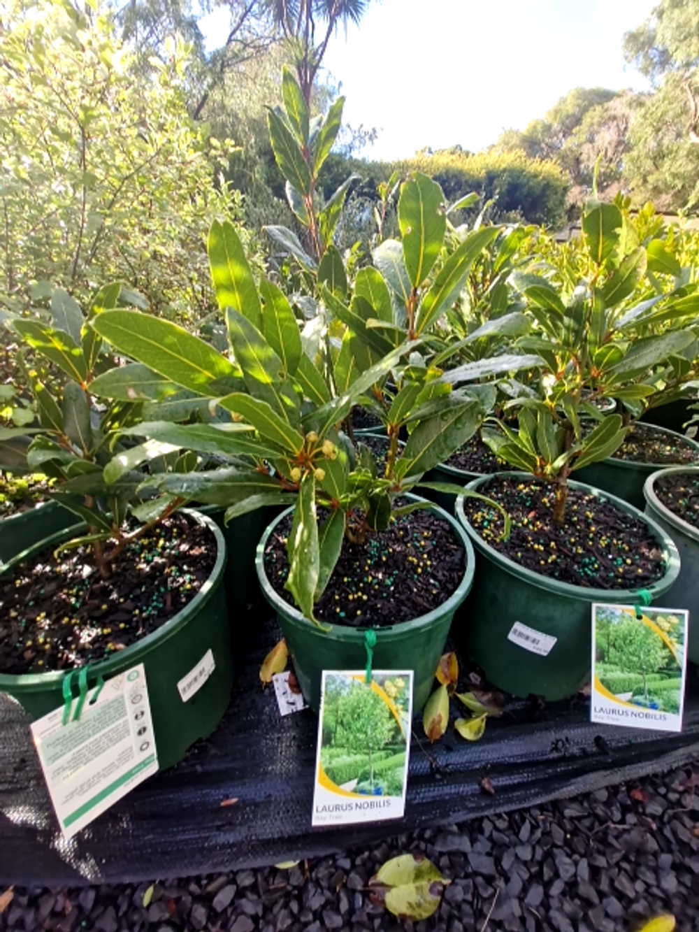 LAURUS NOBILIS MILES CHOICE (20CM)