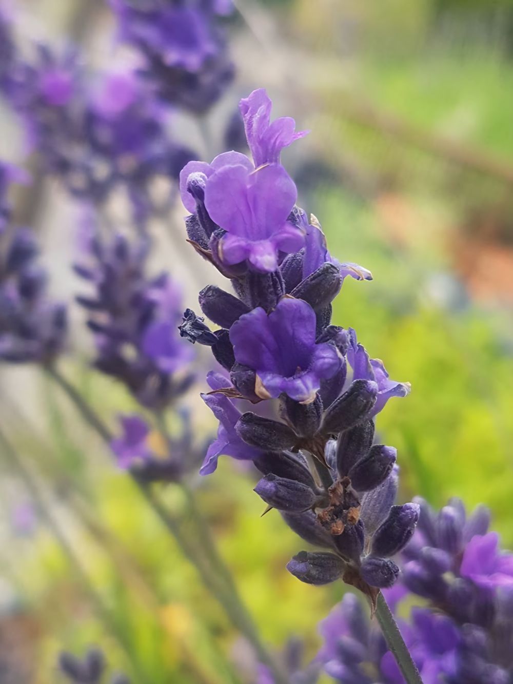 Lavandula x intermedia Asa Blue (14cm)