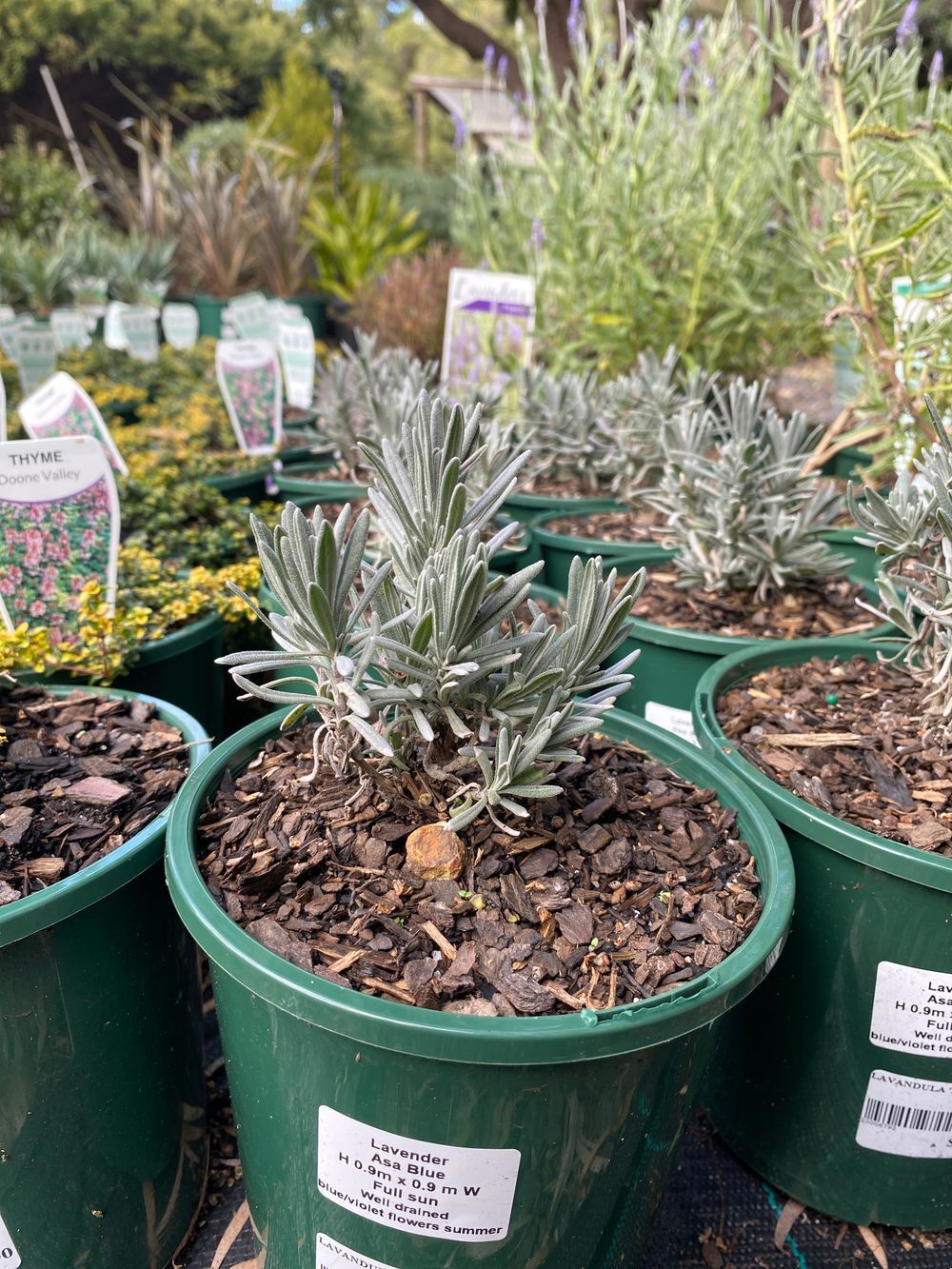 LAVANDULA 'ASA BLUE (14CM)