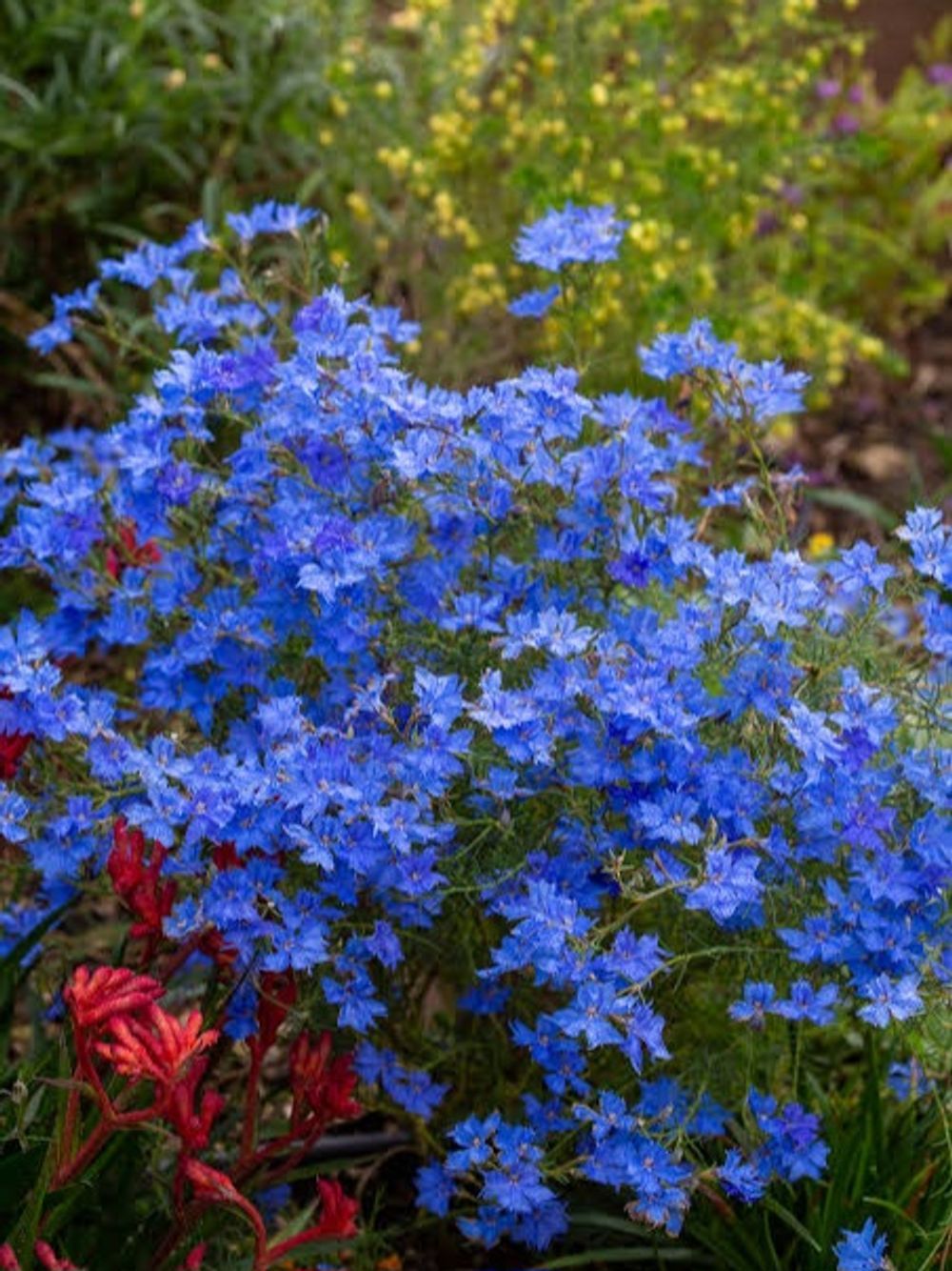 LECHENAULTIA BILOBA BLUE (14CM)