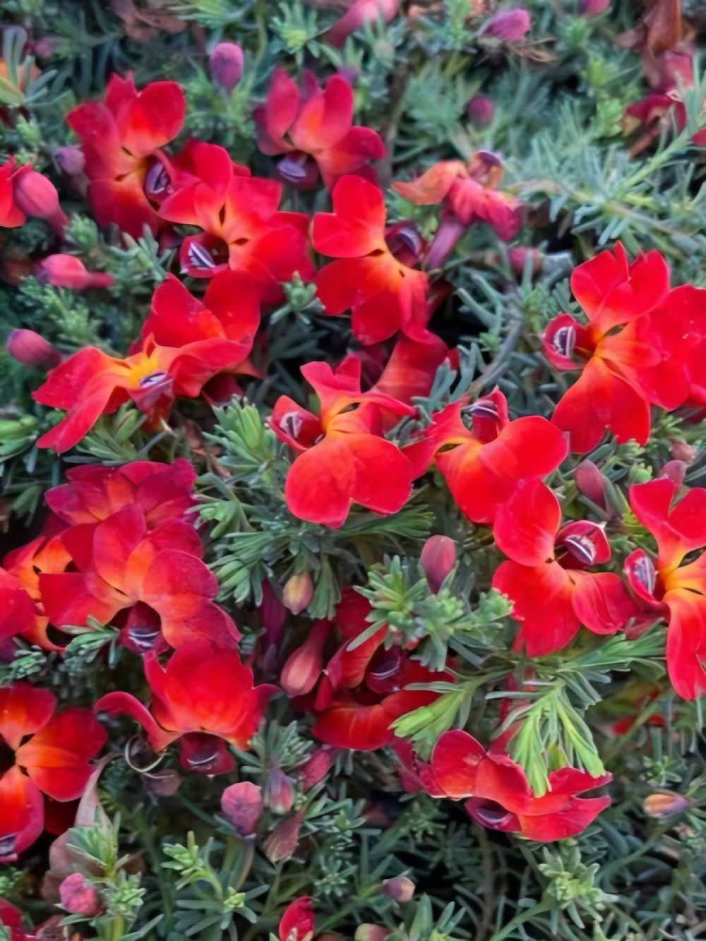 Lechenaultia formosa Red Lechenaultia (14cm)