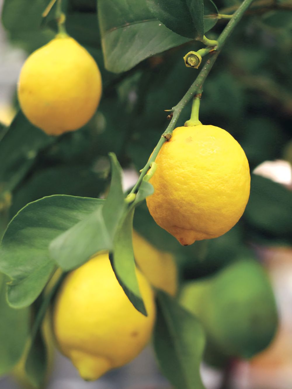 Lemon Eureka (6lt)