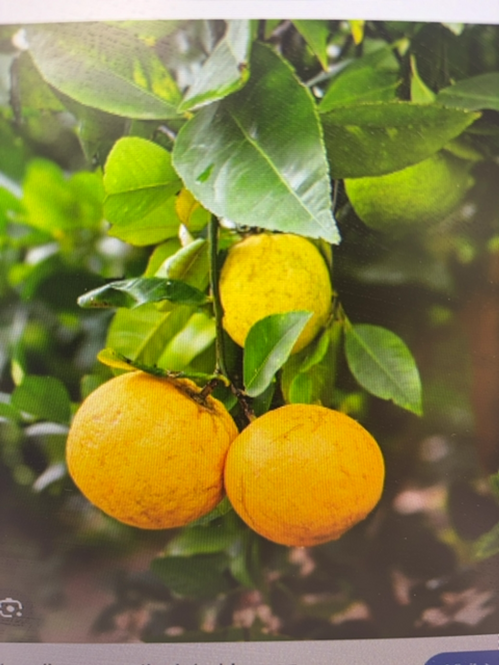 Lemon Lemonade (6lt)