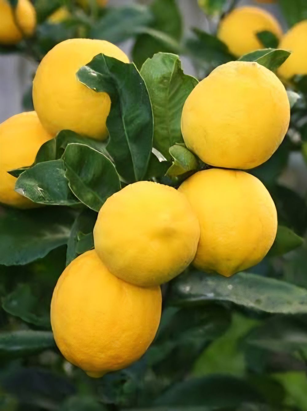 Lemon Meyer (25lt)
