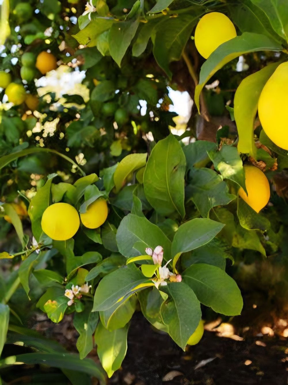 Lemon Dwarf Meyer (4lt)