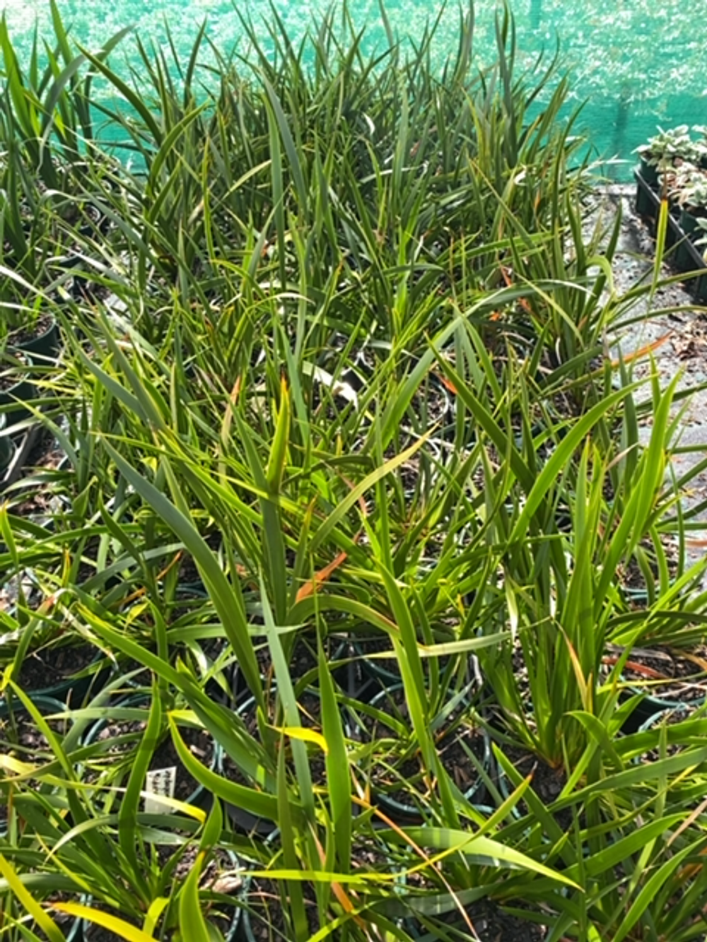 LEPIDOSPERMA GLADIATUM COASTAL SWORD SEDGE (14CM)