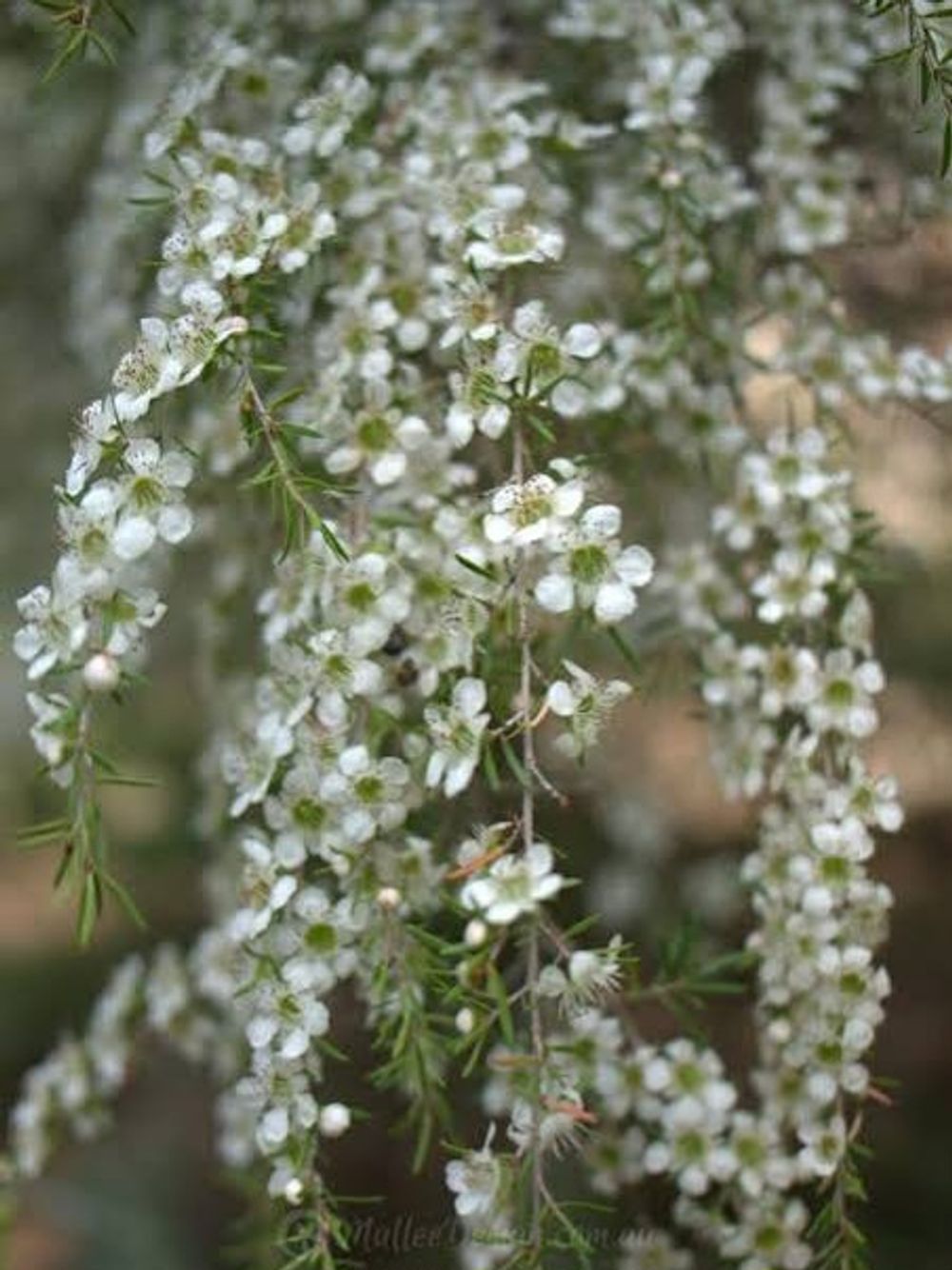 LEPTOSPERMUM CARDWELL (20CM)