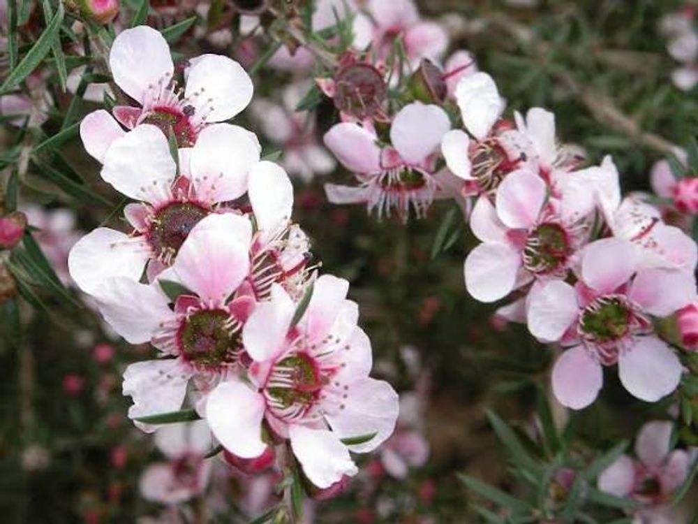 Leptospermum Pink Cascade (14cm)