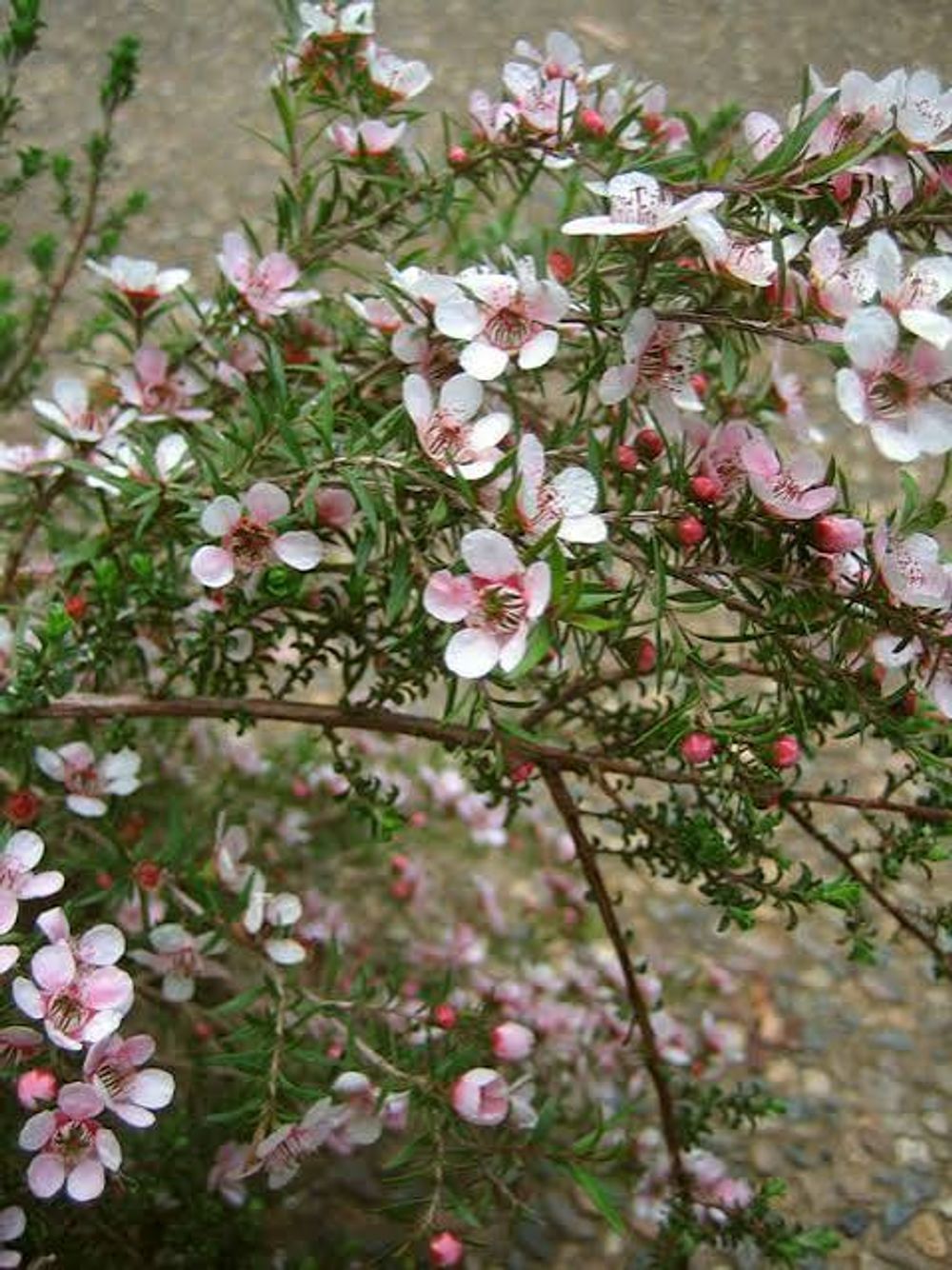 Leptospermum Pink Cascade (17cm)