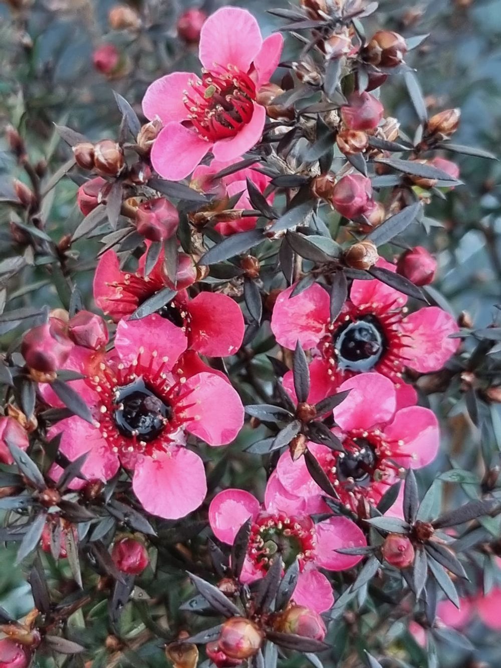 Leptospermum nanum rubrum (14cm)