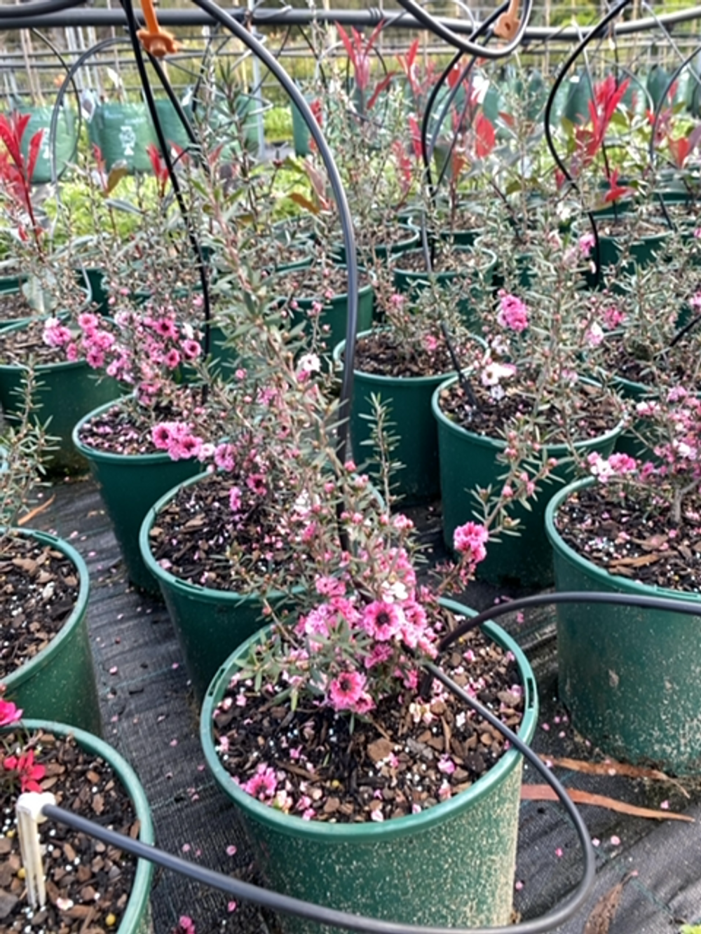 LEPTOSPERMUM SCOPARIUM BALLERINA (20CM)
