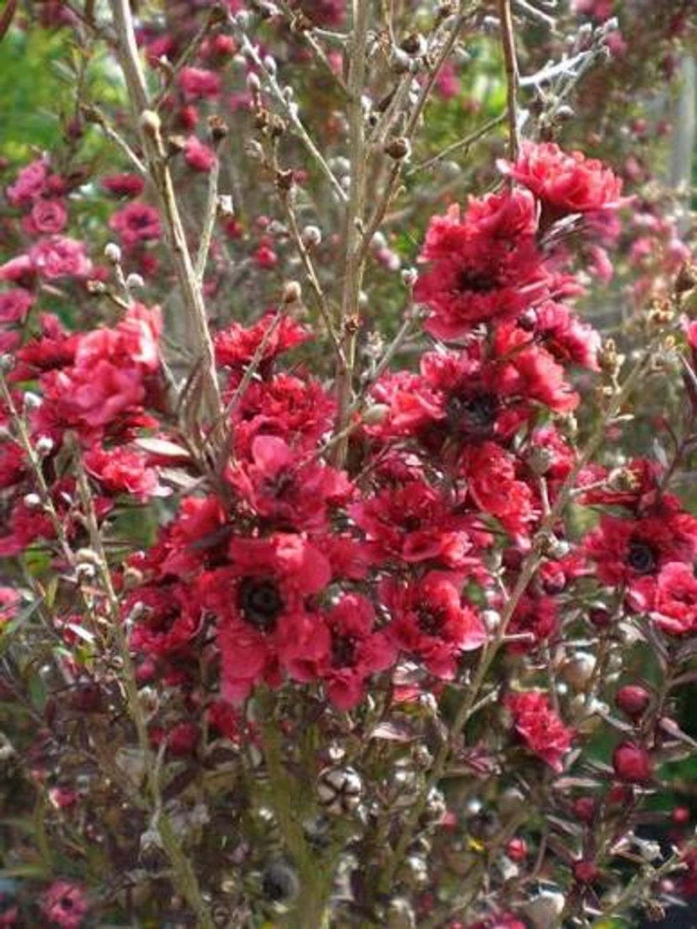 LEPTOSPERMUM SCOPARIUM CRIMSON GLORY (20CM)