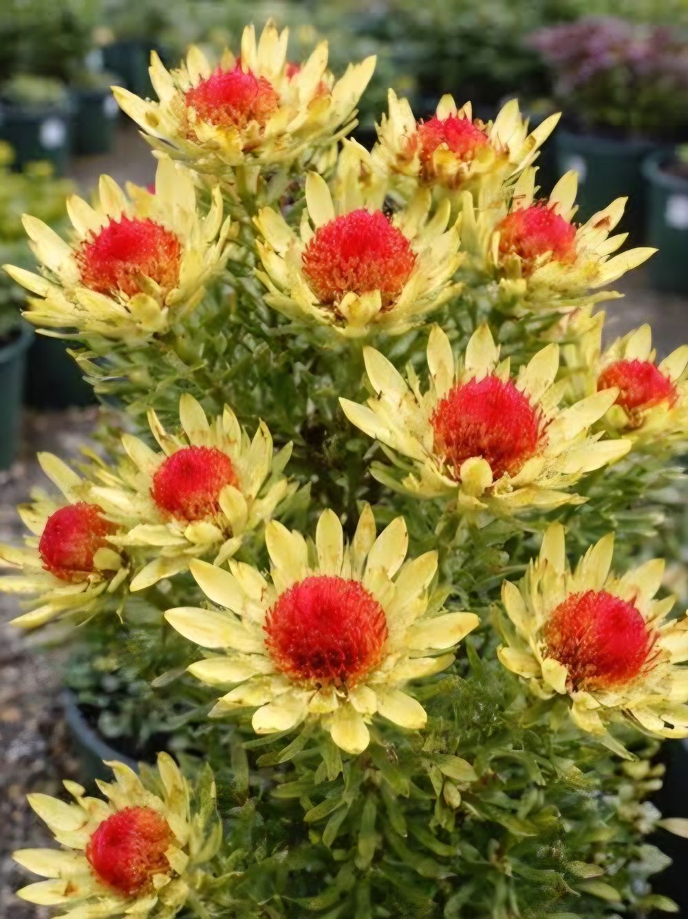 Leucadendron Bellas Buttons (20cm)