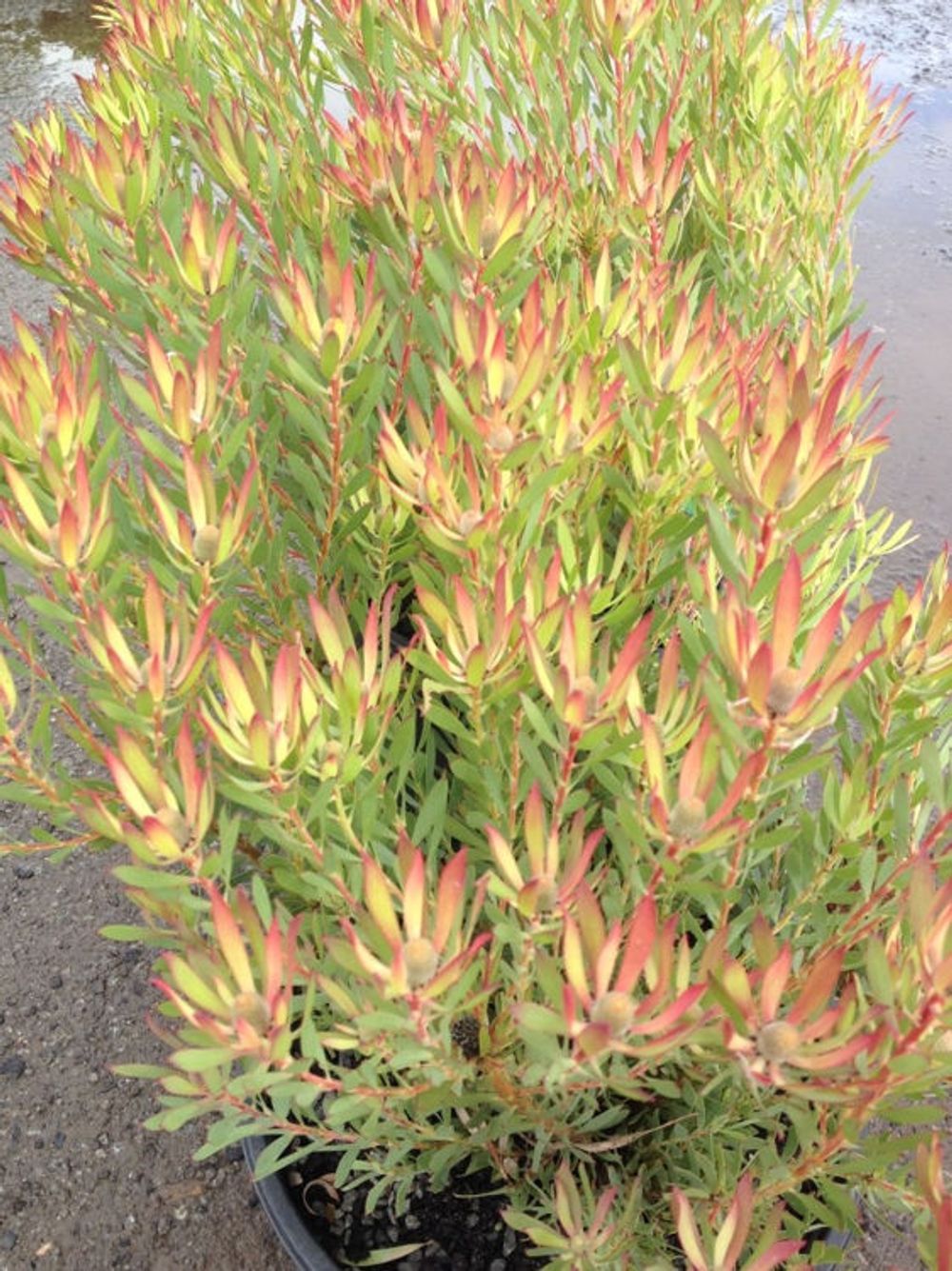LEUCADENDRON CHEEKY (20CM)
