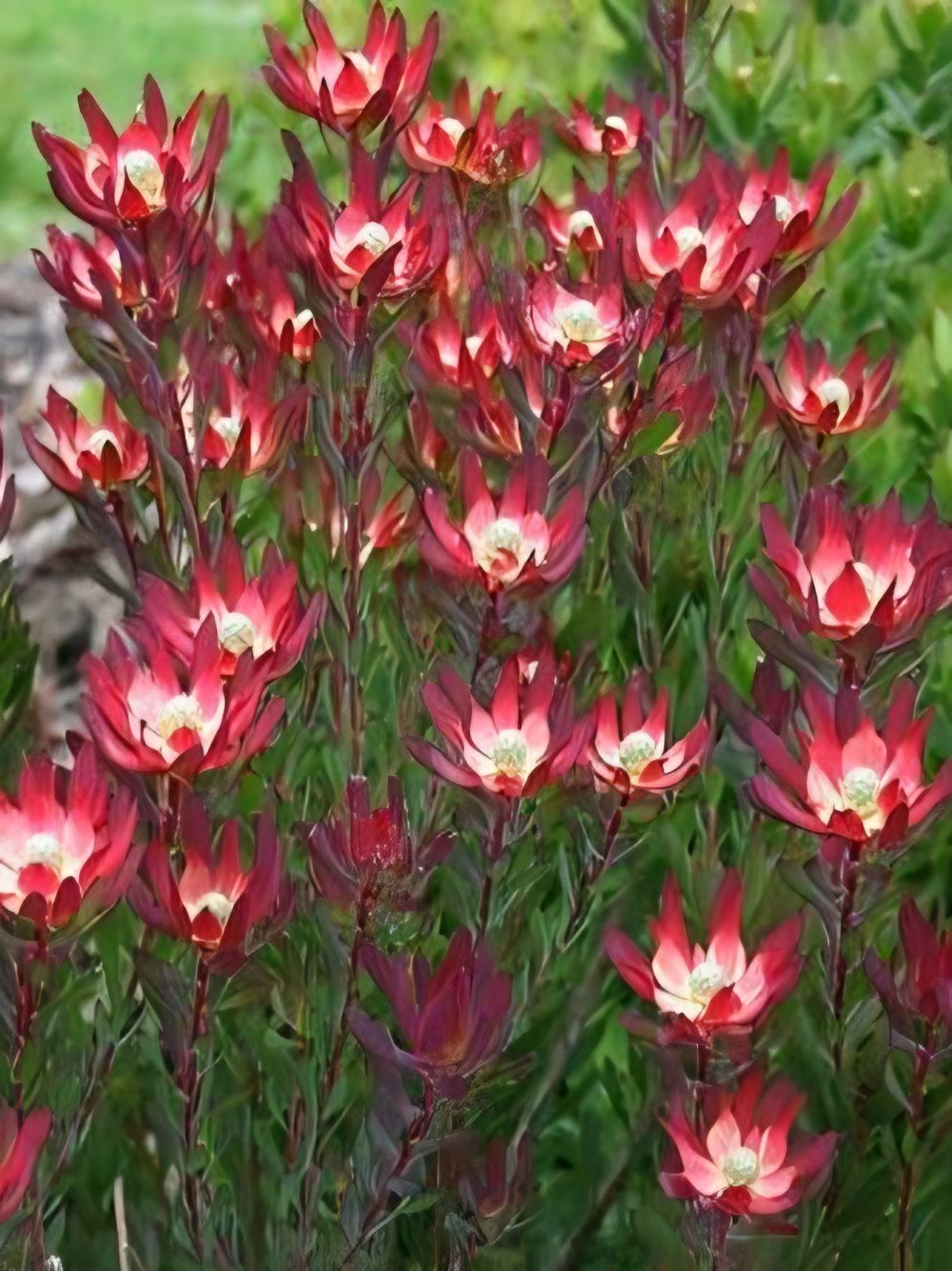 Leucadendron Devils Blush (20cm)