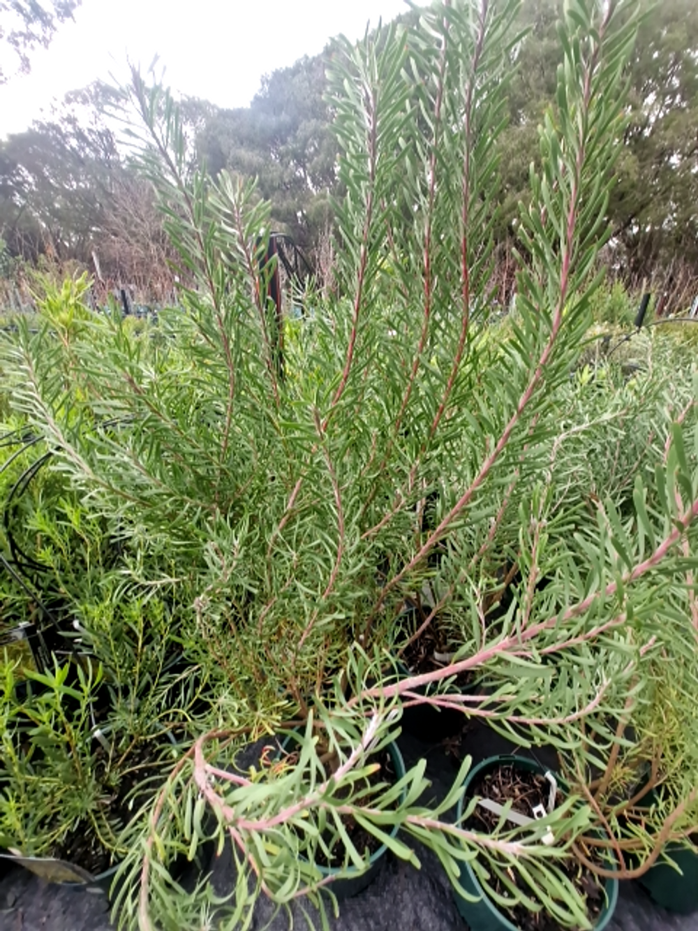 LEUCADENDRON GALPINII FEMALE (20CM)