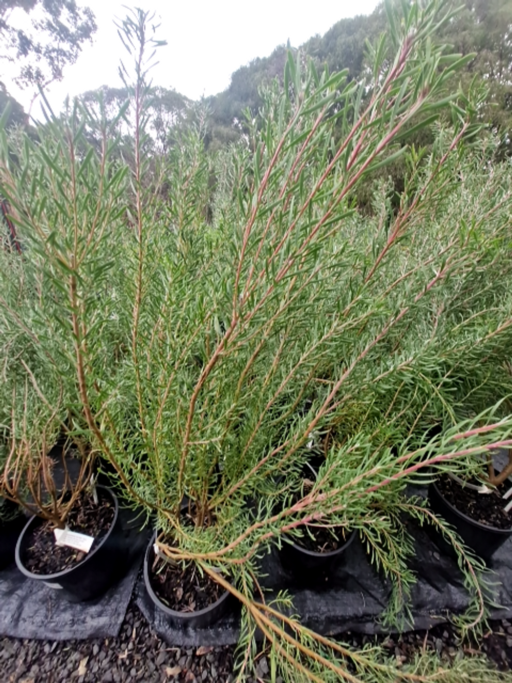 LEUCADENDRON GALPINII MALE (20CM)