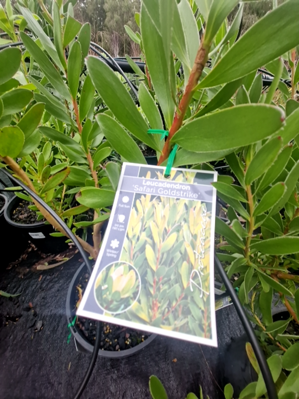 LEUCADENDRON SAFARI GOLD STRIKE (20CM)