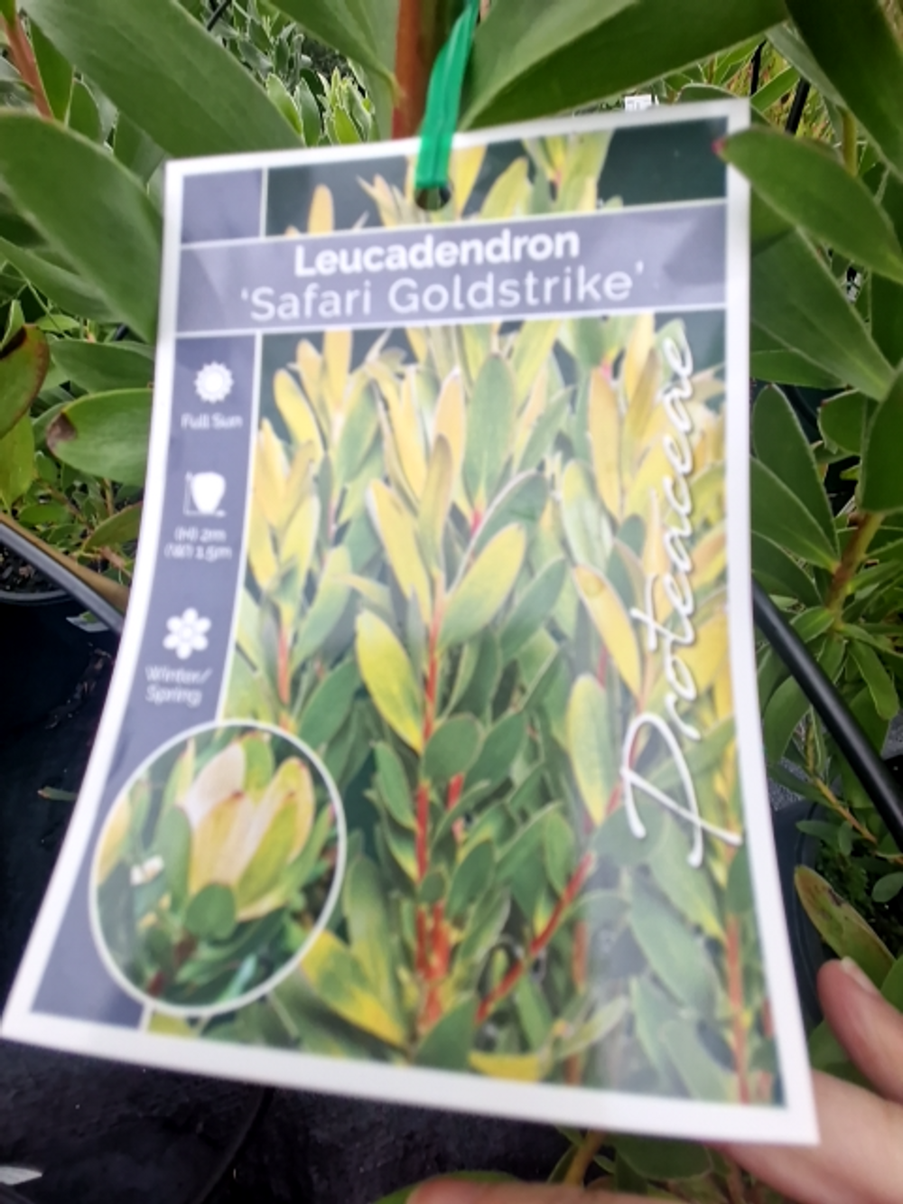 LEUCADENDRON SAFARI GOLD STRIKE (20CM)