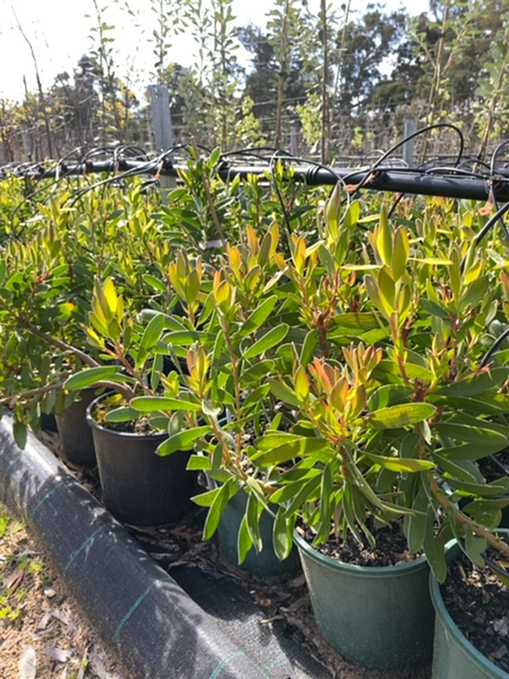 LEUCADENDRON SAFARI SUNSET (14cm)