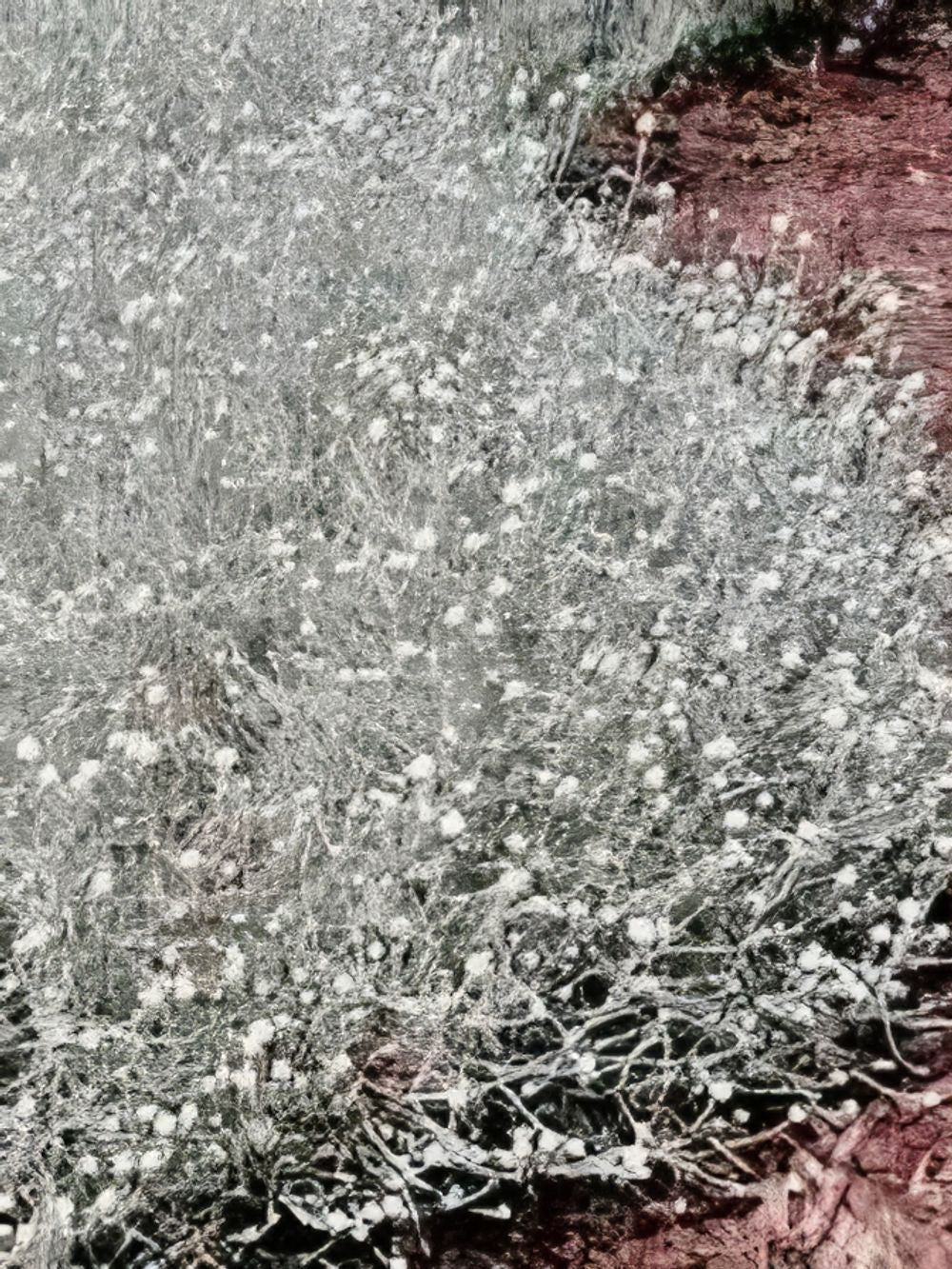 Leucophyta Silver Bullion (14cm)
