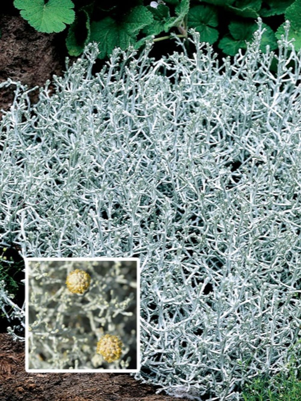 LEUCOPHYTA SILVER NUGGET (14CM)
