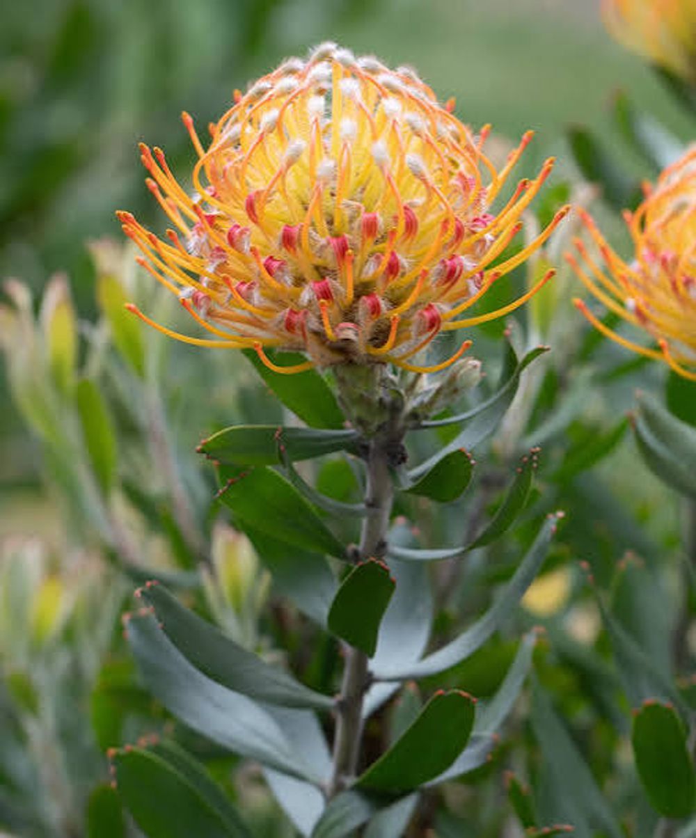 Leucospermum Carnival Orange (14cm)