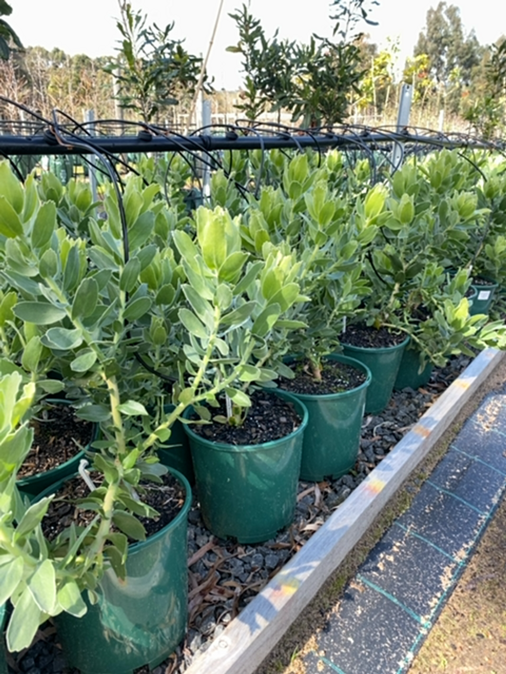 LEUCOSPERMUM CORDIFOLIUM YELLOW (20CM)