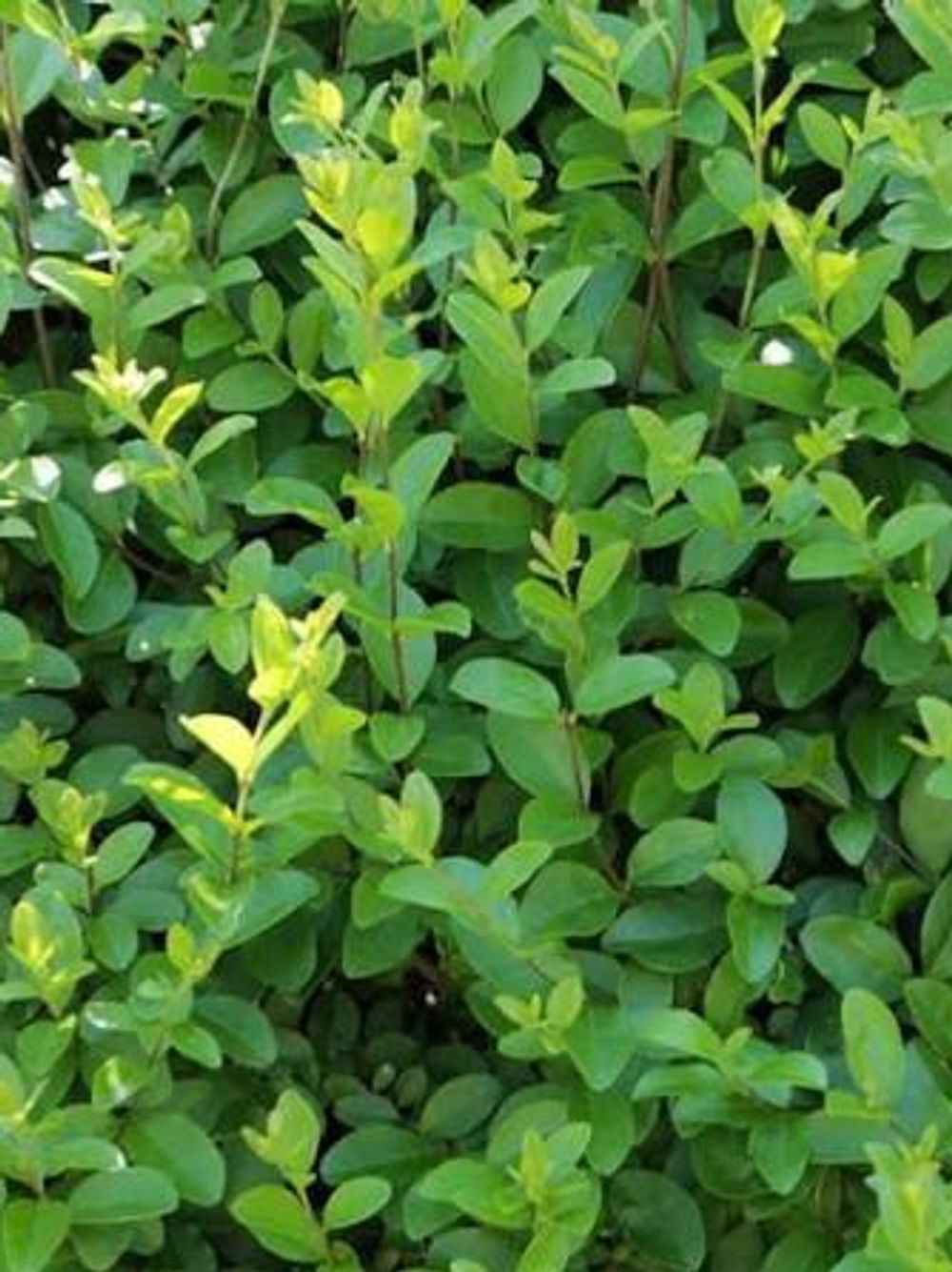 LIGUSTRUM UNDULATUM GREEN PRIVET (14CM)