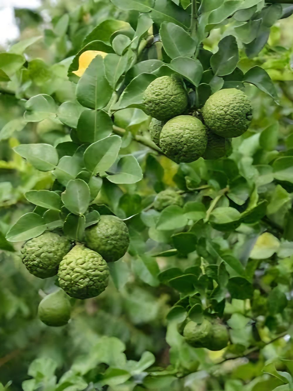 Lime Kaffir (6lt)